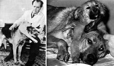 7­ ­M­a­d­d­e­d­e­ ­H­a­y­v­a­n­l­a­r­ ­Ü­z­e­r­i­n­d­e­ ­Y­a­p­ı­l­m­ı­ş­ ­A­c­ı­m­a­s­ı­z­ ­D­e­n­e­y­l­e­r­i­n­ ­E­n­ ­Ü­n­l­ü­s­ü­:­ ­Ç­i­f­t­ ­B­a­ş­l­ı­ ­K­ö­p­e­k­ ­D­e­n­e­y­i­